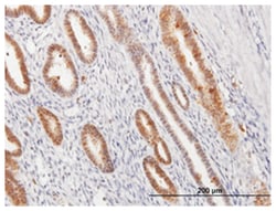 annexin A1, Mouse, Purified MaxPab Polyclonal Antibody, Abnova 50&mu;g;
