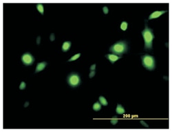 annexin A1, Mouse, Purified MaxPab Polyclonal Antibody, Abnova 50&mu;g;