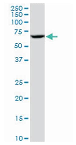 cytochrome P450, family 3, subfamily A, polypeptide 4, Mouse, Purified