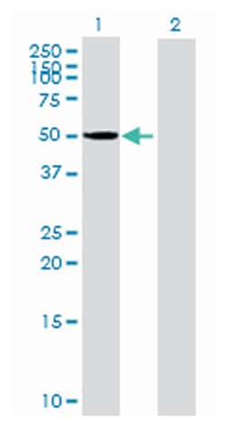 cytochrome P450, family 3, subfamily A, polypeptide 4, Mouse, Purified