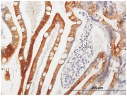 cytochrome P450, family 3, subfamily A, polypeptide 4, Mouse, Purified