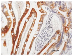cytochrome P450, family 3, subfamily A, polypeptide 4, Mouse, Purified