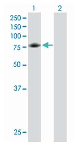glycyl-tRNA synthetase, Mouse, Purified MaxPab Polyclonal Antibody, Abnova 50 &mu;g | Buy Online | Abnova | Fisher Scientific