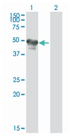 glucokinase (hexokinase 4), Mouse, Purified MaxPab Polyclonal Antibody,