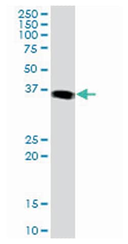jun B proto-oncogene, Mouse, Purified MaxPab Polyclonal Antibody, Abnova