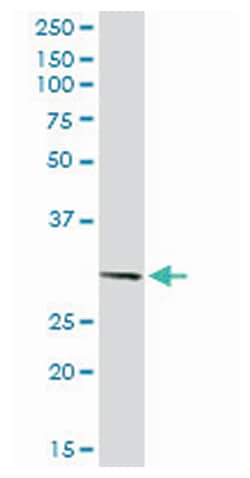 paired-like homeodomain 2, Rabbit, Purified MaxPab Polyclonal Antibody,