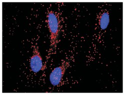 paired-like homeodomain 2, Rabbit, Purified MaxPab Polyclonal Antibody,