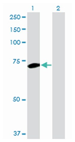 polo-like kinase 1 (Drosophila), Rabbit, Purified MaxPab Polyclonal Antibody,