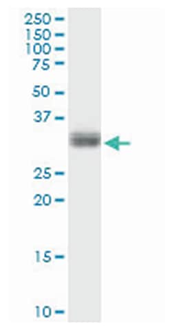 phospholipid scramblase 1, Rabbit, Purified MaxPab™ Polyclonal Antibody, Abnova™