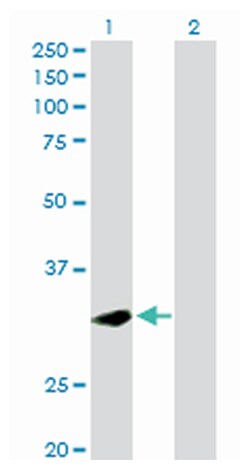phospholipid scramblase 1, Rabbit, Purified MaxPab Polyclonal Antibody,