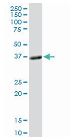 phospholipid scramblase 1, Rabbit, Purified MaxPab Polyclonal Antibody,