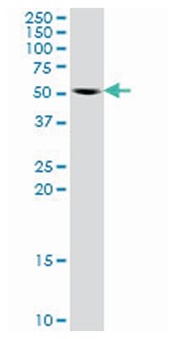 mitogen-activated protein kinase 8, Rabbit, Purified MaxPab™ Polyclonal Antibody, Abnova™