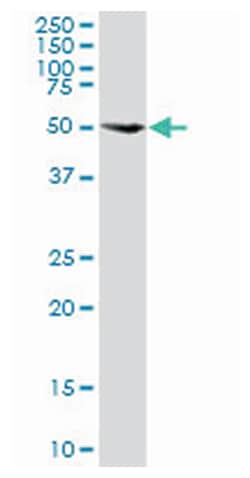 mitogen-activated protein kinase 8, Rabbit, Purified MaxPab Polyclonal