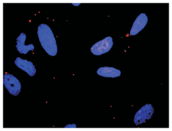mitogen-activated protein kinase 8, Rabbit, Purified MaxPab Polyclonal