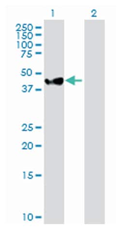 mitogen-activated protein kinase kinase 2, Rabbit, Purified MaxPab Polyclonal Antibody, Abnova 100 &mu;g | Buy Online | Abnova | Fisher Scientific