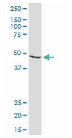 mitogen-activated protein kinase kinase 2, Rabbit, Purified MaxPab Polyclonal Antibody, Abnova 100 &mu;g | Buy Online | Abnova | Fisher Scientific
