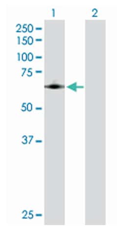 prostaglandin-endoperoxide synthase 1 (prostaglandin G/H synthase and cyclooxygenase), Rabbit, Purified MaxPab Polyclonal Antibody, Abnova 100 &mu;g | Buy Online | Abnova Corporation | Fisher Scientific