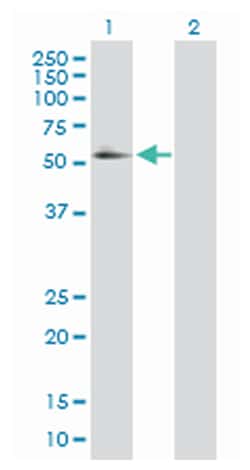 retinoid X receptor, alpha, Rabbit, Purified MaxPab Polyclonal Antibody,