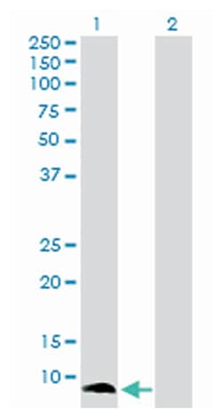 S100 calcium binding protein A13, Rabbit, Purified MaxPab™ Polyclonal Antibody, Abnova™