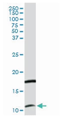 chemokine (C-X-C motif) ligand 11, Rabbit, Purified MaxPab Polyclonal Antibody,