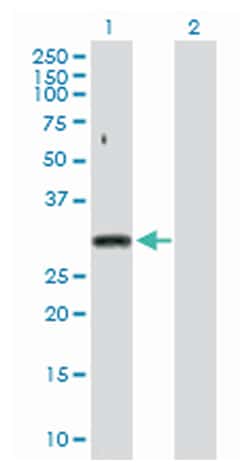 small nuclear ribonucleoprotein polypeptide A, Rabbit, Purified MaxPab