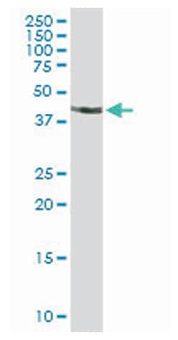 SH3 and cysteine rich domain, Rabbit, Purified MaxPab™ Polyclonal Antibody, Abnova™