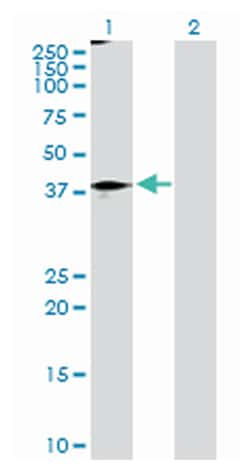 signal transducer and activator of transcription 5B, Rabbit, Purified MaxPab™ Polyclonal Antibody, Abnova™