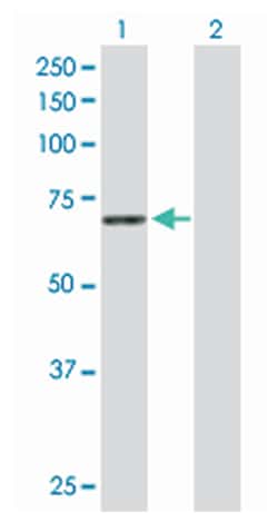 syntaxin binding protein 1, Rabbit, Purified MaxPab Polyclonal Antibody,
