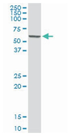 sulfite oxidase, Rabbit, Purified MaxPab Polyclonal Antibody, Abnova 100&mu;g;