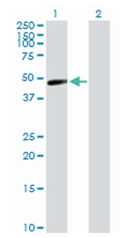 TAR (HIV-1) RNA binding protein 2, Rabbit, Purified MaxPab Polyclonal Antibody, Abnova 100 &mu;g | Buy Online | Abnova Corporation | Fisher Scientific