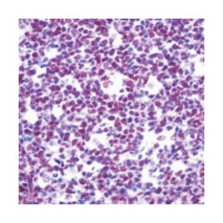 CBP, Polyclonal, Invitrogen 7mL; Unconjugated:Antibodies, Polyclonal