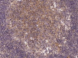 Sino Biological JAM-A/Junctional Adhesion Molecule A/F11R Antibody, Rabbit