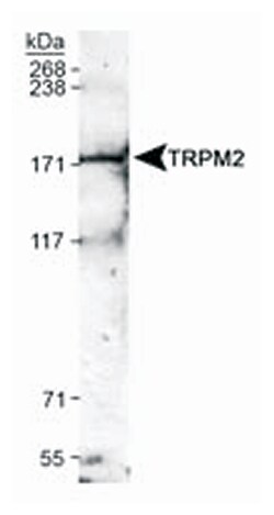 TRPM2 Polyclonal Antibody, Invitrogen 100 &mu;L; Unconjugated:Antibodies,