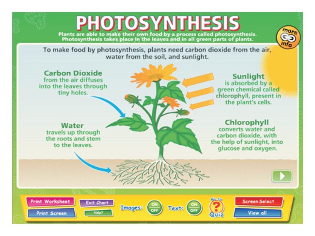 daydream education interactive whiteboard charts photosynthesis photosynthesis charts