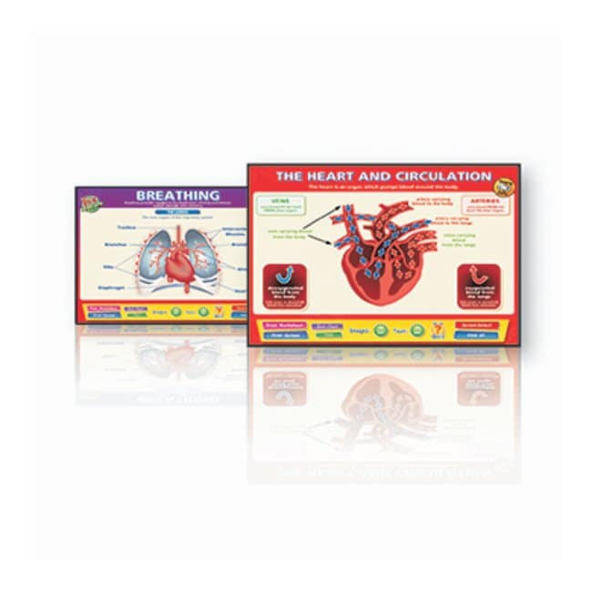 Daydream Education The Heart Breathing Interactive Whiteboard Chart The ...