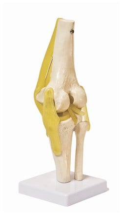 Walter Products Knee Joint Model Size: 4.7 x 4.7 x 12 in.:Education Supplies,