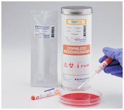 Microbiologics&trade;&nbsp;<i>Pseudomonas aeruginosa</i> ATCC&trade; BAA-1744&trade;&dagger;