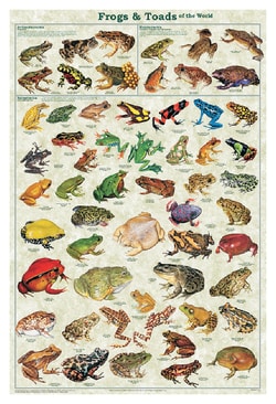 Frogs and Toads Poster
