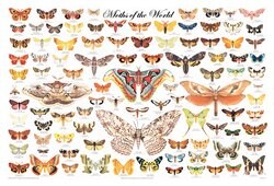 Moths of the World Poster