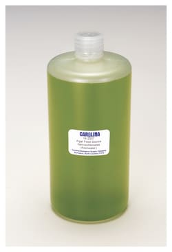 Carolina™ Algae Food Source