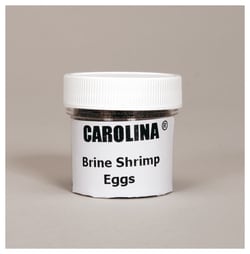 Carolina™ Brine Shrimp Eggs