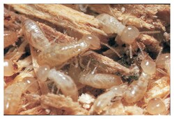 Carolina™ Termite Digestive Symbionts