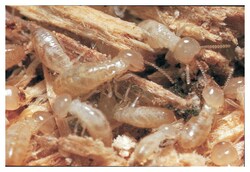 Carolina Termite Digestive Symbionts:Education Supplies:Biology Classroom