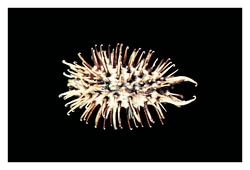 Carolina™ Seed Dispersal Set