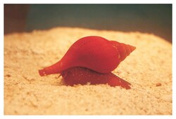 Carolina™ Marine Invertebrate Set