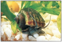 Carolina™ Mystery Snail Set