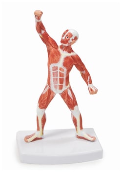 Walter Products Muscular Figure Models About 1/10 natural size; Size: 20cm; On 2.5 x 4.5 in. (6.35 x 11.43cm) base | Buy Online | Walter Products&trade; | Fisher Scientific