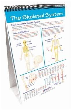 NewPath Learning Human Body I: Moving and Controlling the Body Flip Chart Set 6 to 10 | Buy Online | NewPath Learning&trade; | Fisher Scientific