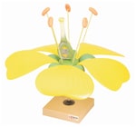 Eisco™ Typical Flower Model