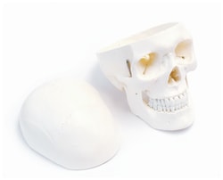 Eisco™ Human Skull Model